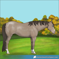 Horse Color:Classic Champagne 