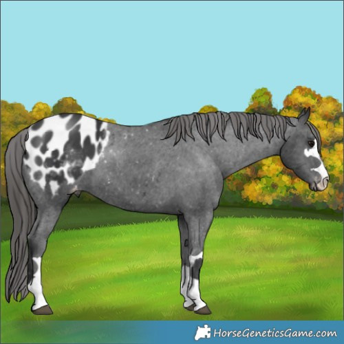 Horse Color:Black Appaloosa 