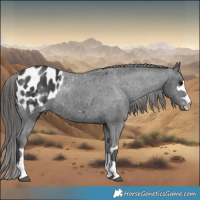 Horse Color:Black Appaloosa