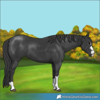 Horse Color:Black 
