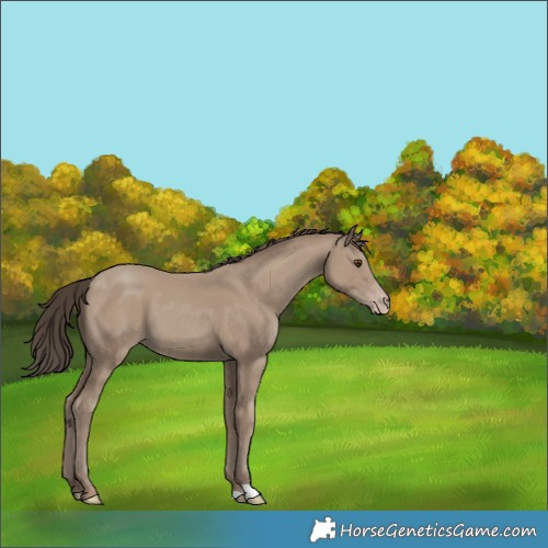 Horse Color:Classic Champagne 