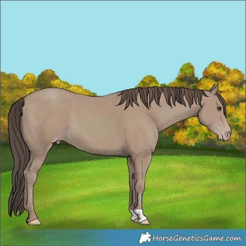 Horse Color:Classic Champagne 