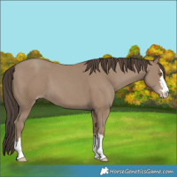 Horse Color:Classic Champagne 