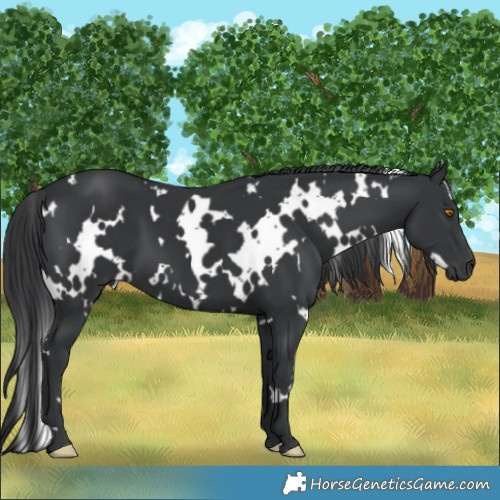 Horse Color:White Spotted Black 