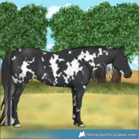 Horse Color:White Spotted Black