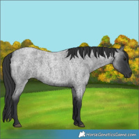 Horse Color:Blue Roan