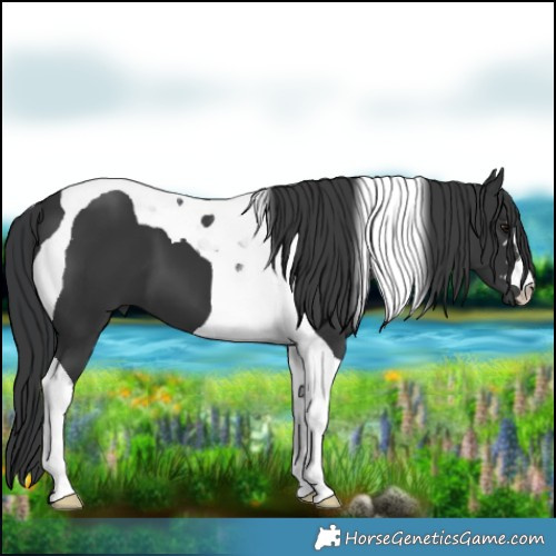 Horse Color:Black Tobiano