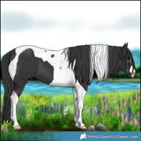 Horse Color:Black Tobiano