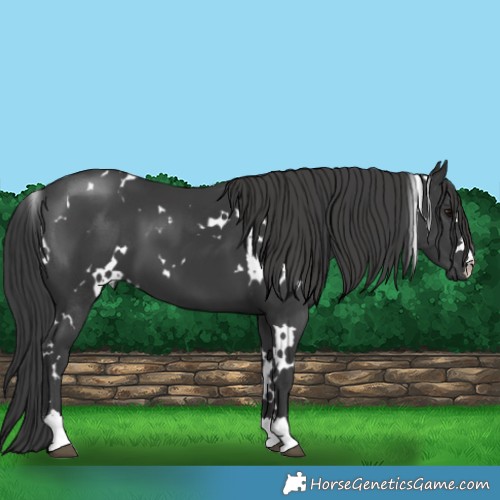 Horse Color:White Spotted Black 