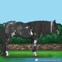 Horse Color:White Spotted Black