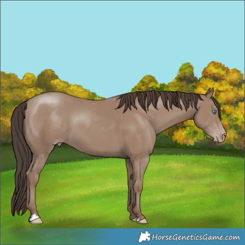 Horse Color:Classic Champagne 