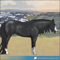 Horse Color:Black 