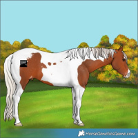 Horse Color:Silver Bay Tobiano Appaloosa 