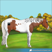 Horse Color:Silver Bay Tobiano Appaloosa 