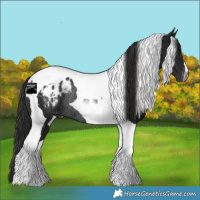 Horse Color:Gray Black Tobiano Appaloosa Rabicano