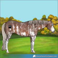 Horse Color:Gray Silver Bay Sabino Appaloosa 