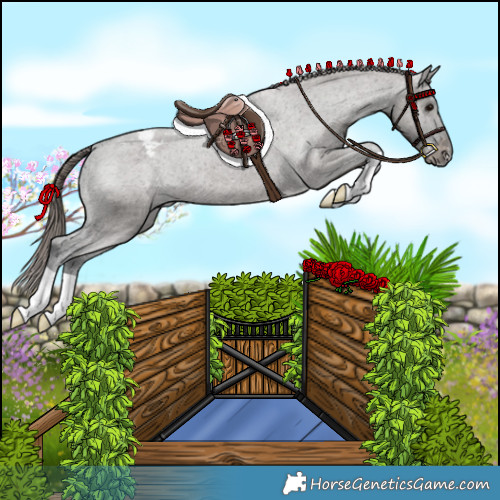 Horse Color:Grullo Appaloosa 