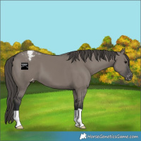 Horse Color:Grullo Appaloosa 