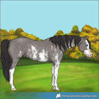 Horse Color:Smoky Grullo Sabino Splash Rabicano 