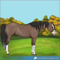 Horse Color:Liver Red Dun Splash Rabicano 