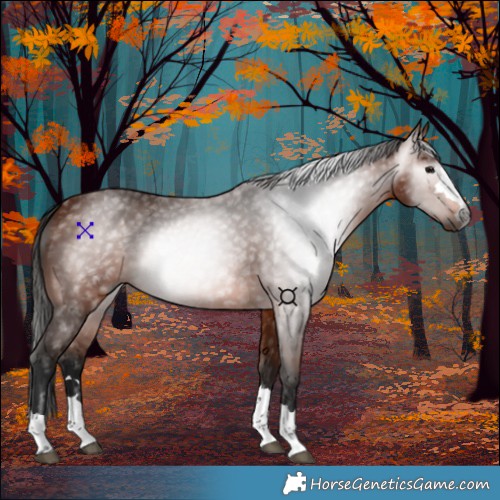 Horse Color:Gray Bay 