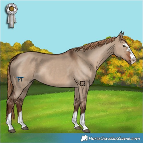 Horse Color:Liver Red Dun 