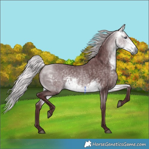 Horse Color:Chocolate Silver Buckskin Chinchilla 