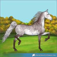 Horse Color:Chocolate Silver Buckskin Chinchilla