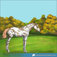 Horse Color:Painted White Spotted Palomino Ice Frame 