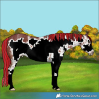 Horse Color:Painted White Spotted Chestnut Frame