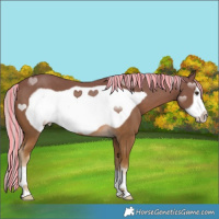 Horse Color:Painted Chocolate Palomino Frame 