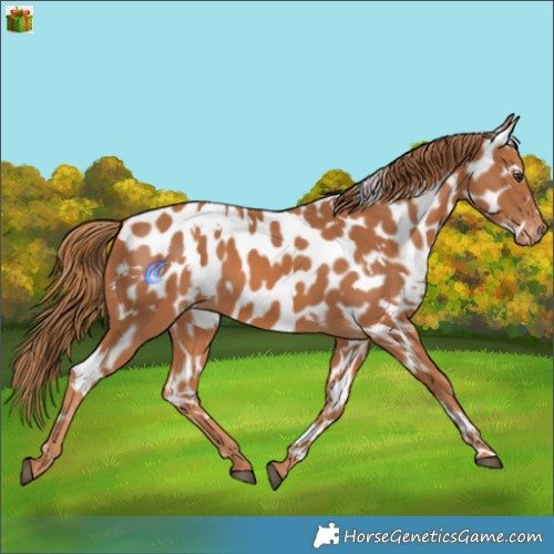 Horse Color:White Spotted Chestnut Appaloosa 
