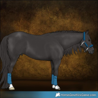 Horse Color:Smoky Black 