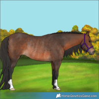 Horse Color:Brown Rabicano 