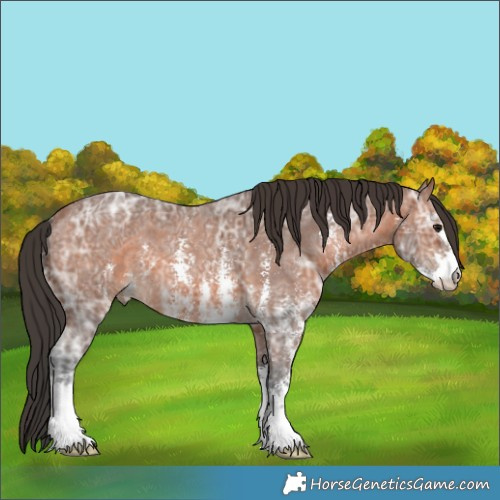 Horse Color:Bay Ice Sabino 