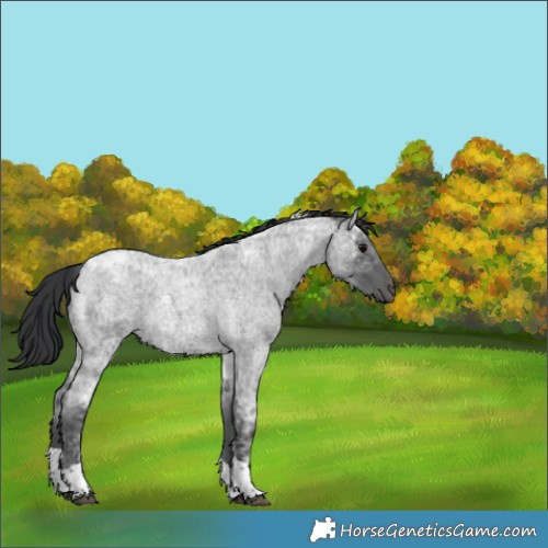 Horse Color:Blue Ice Roan Tobiano 