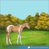 Horse Color:Chestnut Tobiano