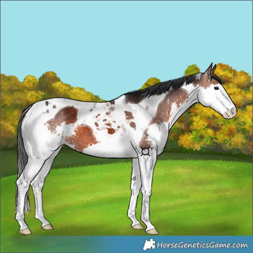 Horse Color:Brown Splash Tobiano