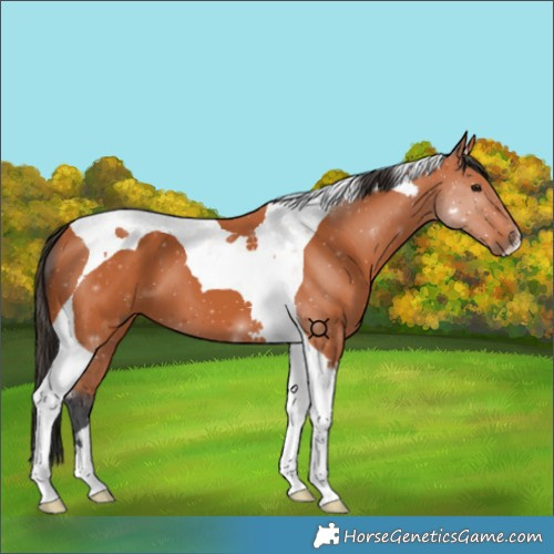 Horse Color:Bay Tobiano 