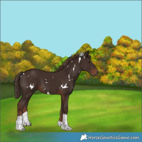 Horse Color:White Spotted Liver Chestnut Tobiano 