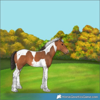 Horse Color:Bay Tobiano 
