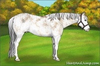 Horse Color:Bay Dun Sabino