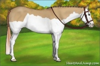 Horse Color:Red Dun Splash 