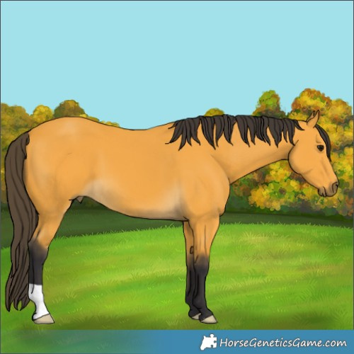 Horse Color:Buckskin 