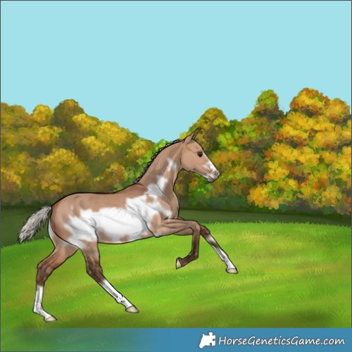 Horse Color:Silver Brown Dun Frame