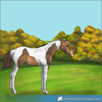 Horse Color:Buckskin Tobiano Varnish 