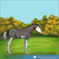 Horse Color:Grullo Splash 