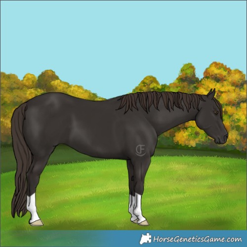 Horse Color:Liver Chestnut 