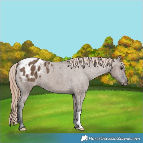 Horse Color:Liver Red Dun Appaloosa Brindle 