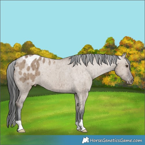 Horse Color:Liver Red Dun Appaloosa Brindle 